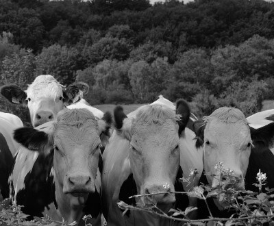 Terrésa - Activités agricoles Terrésa - Activités agricoles