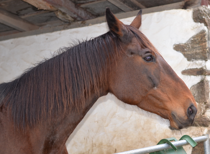 Activité equestre en zone urbaine