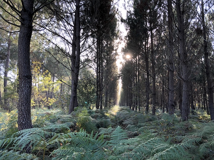 Exoneration des droits de mutation à titre gratuit des bois et foret 