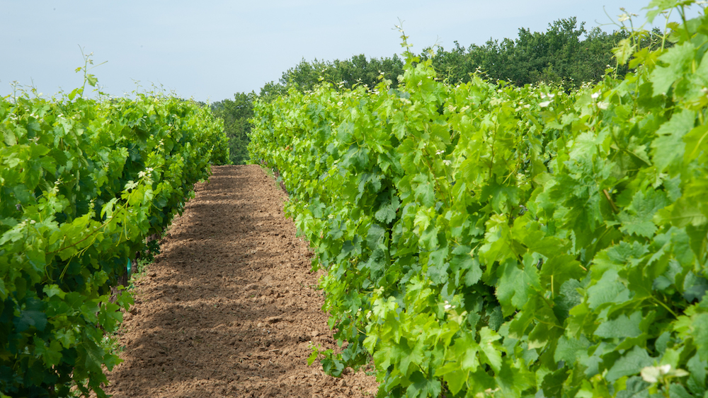 Franceagrimer Date limite de dépôt des demandes pour les aides à la restructuration et reconversion du vignoble