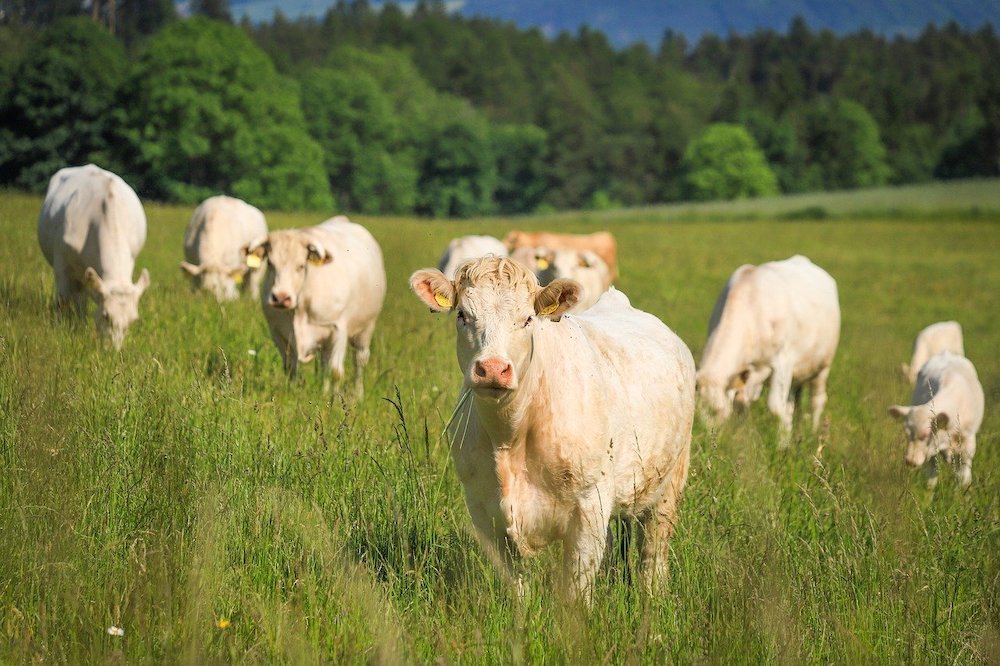 Requalification d’une convention pluriannuelle de pâturage en bail rural : attention à la tacite reconduction !